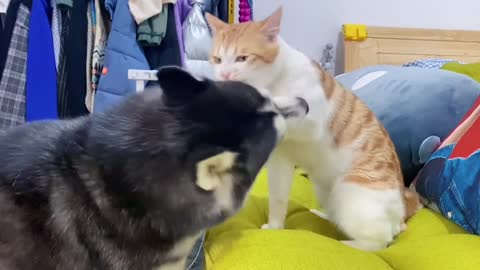 Daily Fighting between Huskie and Kitty