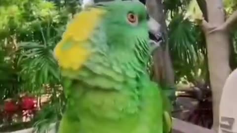 TikTok Parrot Talking Videos CUTE Birds Doing Hilarious Things Try Not To Laugh