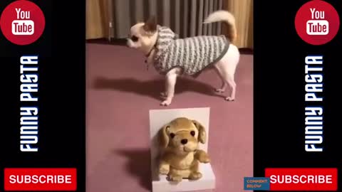Cute funny pets videos 2021