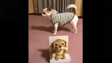 Cute And Funny Pets 😍 🥰 😘 Try Not To Laugh Pets Compilation 😂 🤣