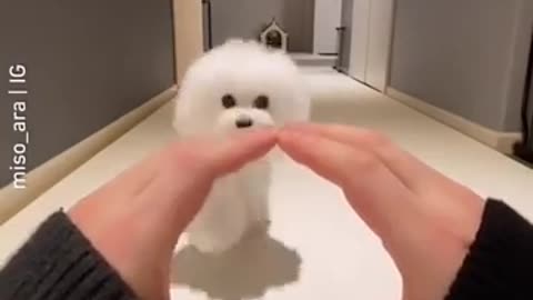 Funny puppy