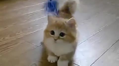 short-legged cute cat funny video