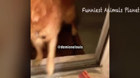Funny dogs and cats video
