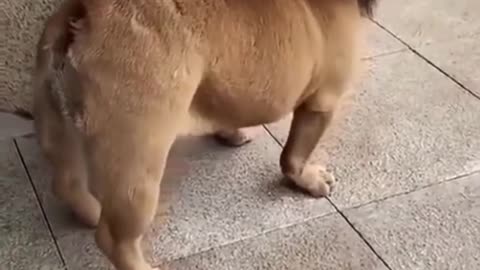 See Pug Dog Looks Like Lion Best Funny Moment