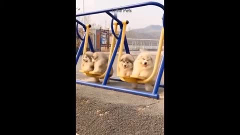 Watch This Cute Adorable Dogs Rock