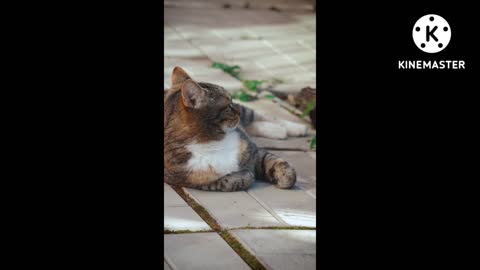 An adorable tabby cat most an amazing video