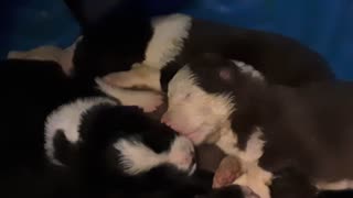 TERRA BYTE sleeping puppies
