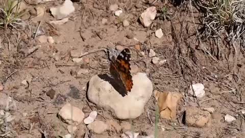 Butterfly 🦋 video | Cartoon animals 😇 | #animals | #shorts