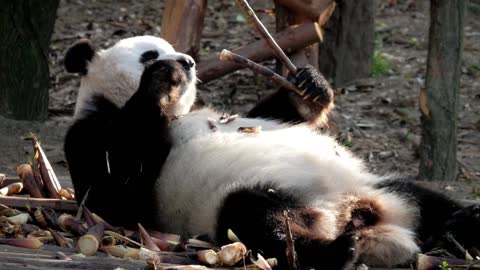The panda is too lazy to lie on the ground and eat bamboo