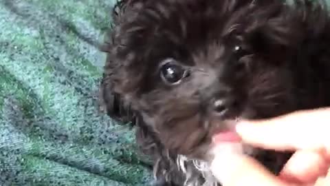 This baby yorkiepoo refuses to eat from its plate!! such a DIVA!