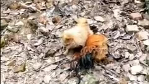 Chicken VS Dog Fight Funny Dog Videos