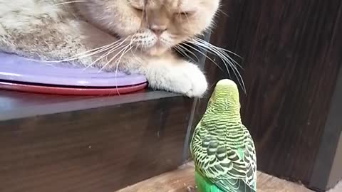 Кот и птица, милые животные #163