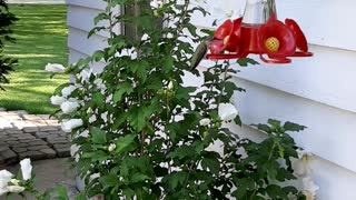 Female Rubythroat Hummingbird and White Rose of Sharon