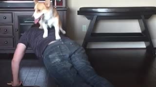 Man crawls around with corgi on his back