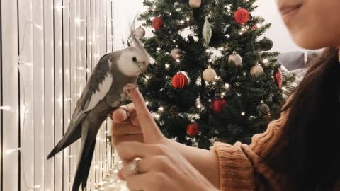 Wilbur the Cockatiel Showcasing His Tricks