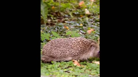 Have you ever seen a hedgehog?