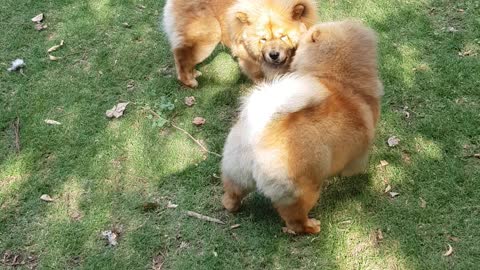 Chow Chow puppies playing
