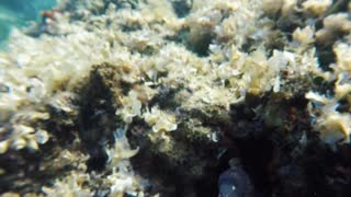 Face to Face with a Moray Eel