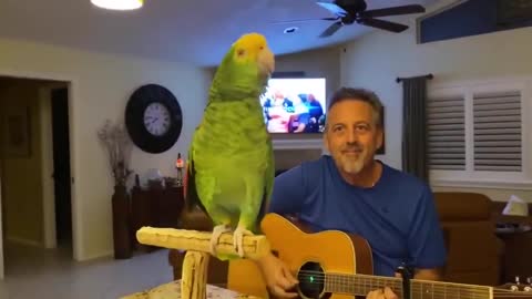 Parrot Singing