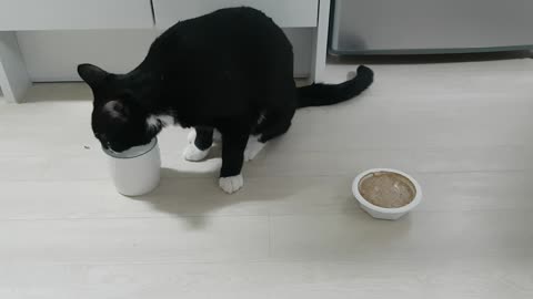cat drinks water in mug cup