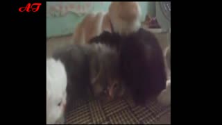 Kittens are funny - cute kitten