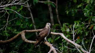 Snail Kite