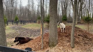 MORE Goats on Wood Chips 03.2020