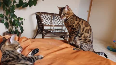Beautiful Bengal cat playing