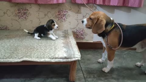 Dogs Communicating with each other