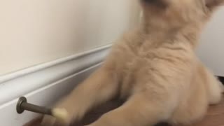 Golden Puppy Playing with Door Stop