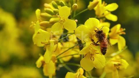Honey bee pollinating rape seed flower