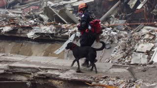 Remembering The Heroic Guide Dogs Of 9/11