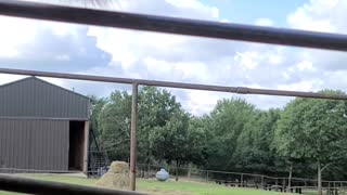 Funny Giraffe Eating