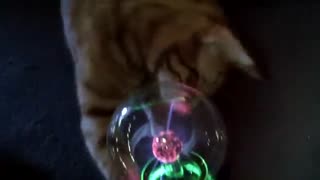 Smart cat playing with the magic ball 😊