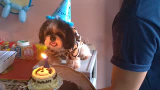 Dog Blows Out Birthday Candle on Cake