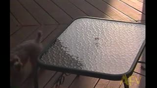 Little Dog Tries To Get A Treat On A Glass Table