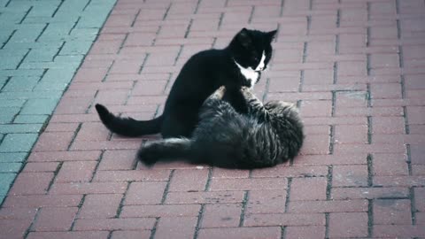 Cats fight on the street