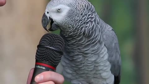 Talking Parrot amazing Moment in US