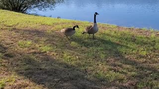 Canadian Geese Morning Visit