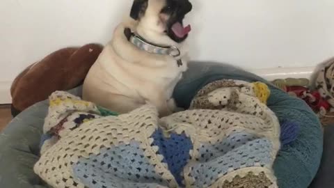Pug puppy hysterically plays hard to get