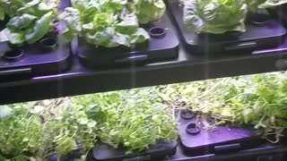 Kankakee Legal Veggies Hydo Glass Cased Ready To Eat