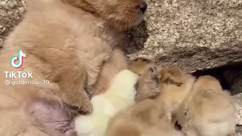 Cute dog and chicken