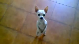 Cutest Chihuahua Ever Does Salsa Dance!