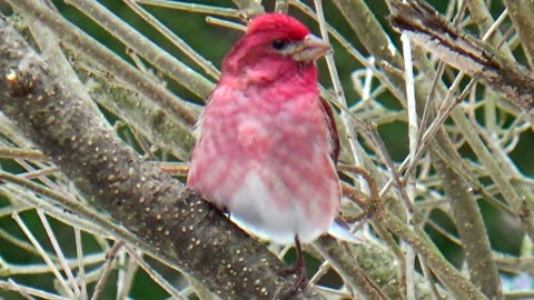 Purple Finch