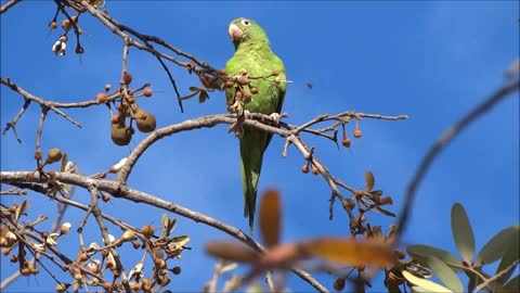 A very cool video of a beautiful green parrot on the tree