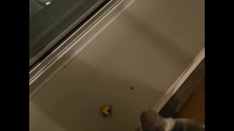 Mr. Rocky The Cat Gets a Treat Of Small Piece of Cheeseburger