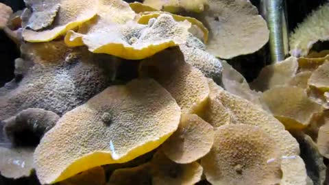 Close-Up Shots Time Lapse Video of Mushroom Corals