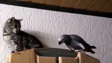 Funny parrot vs cat fight