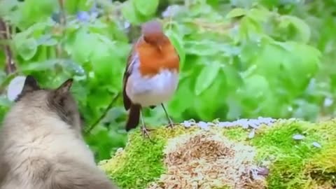 -Cat watches wildlife documentary, tries to catch bird on screen-