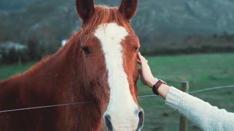 A cute horse with a tender girlfriend